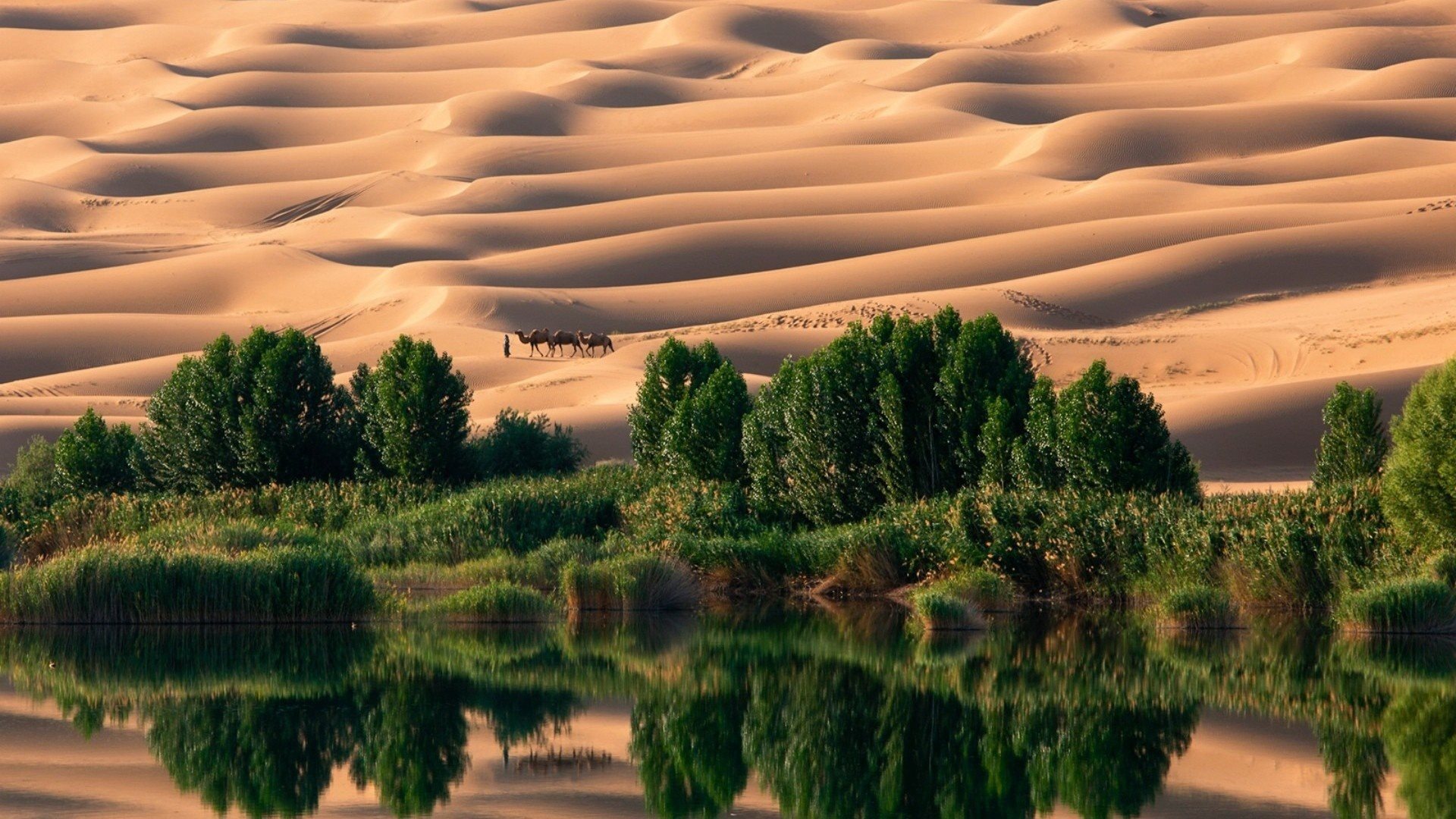 ダウンロード画像 オアシス 木 砂漠 キャメル 画面の解像度 19x1080 壁紙デスクトップ上