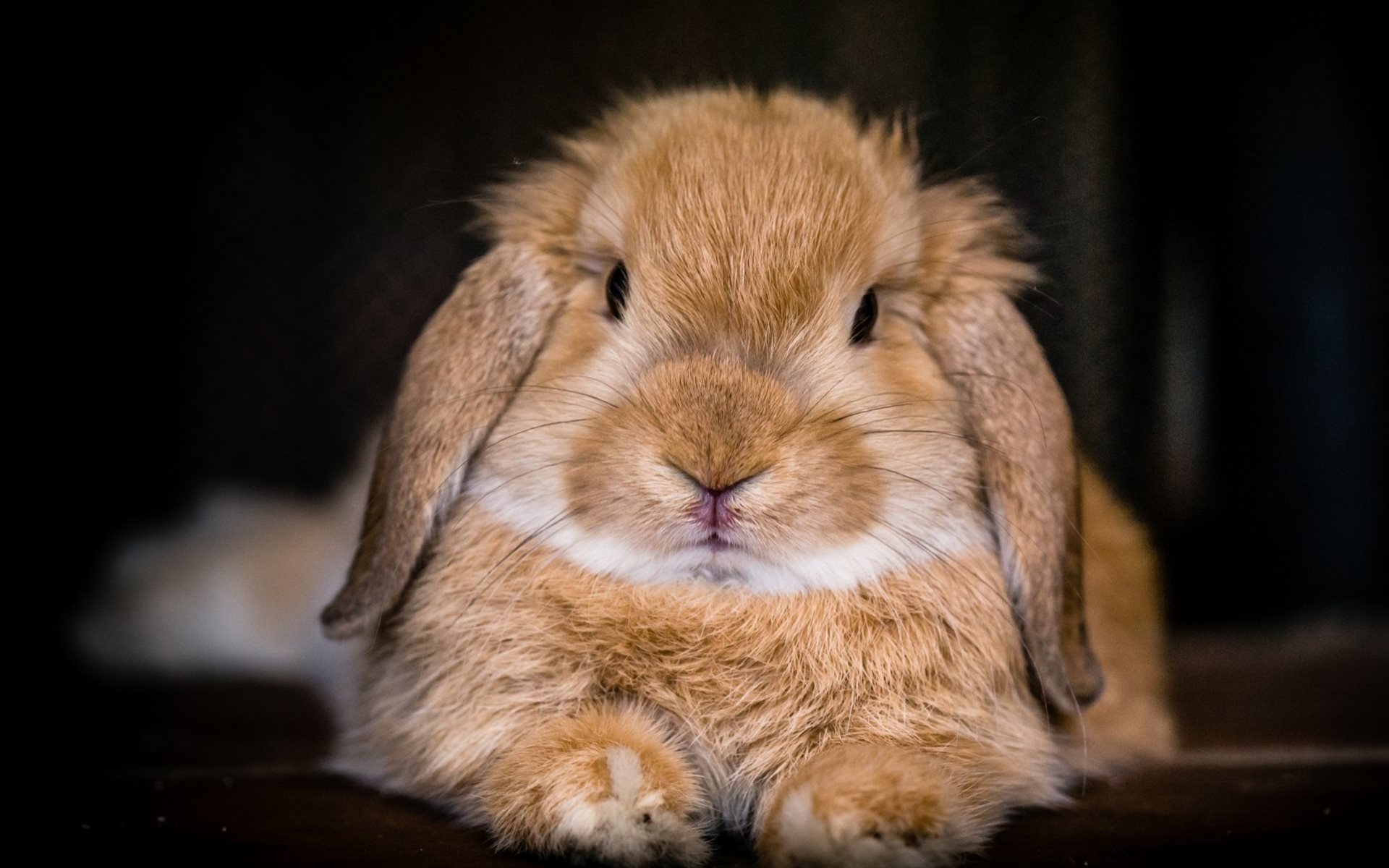 ダウンロード画像 うさぎ Bunny かわいい動物たち ウサギ 面白い動物 画面の解像度 19x10 壁紙デスクトップ上