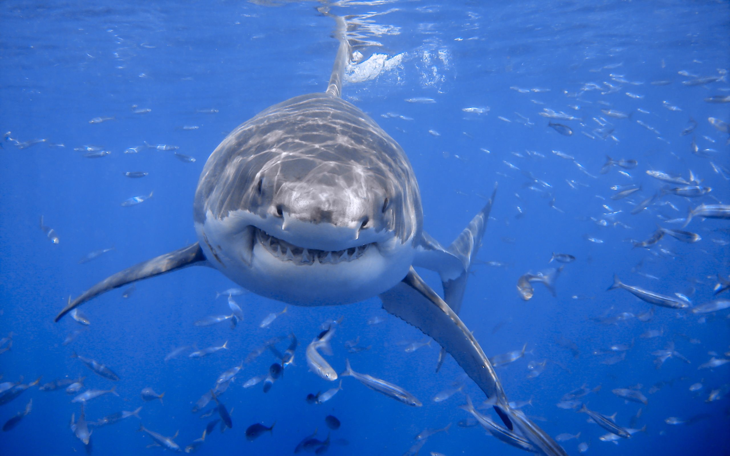 ダウンロード画像 シャーク 水中 海洋 魚 サメ 画面の解像度 2560x1600 壁紙デスクトップ上