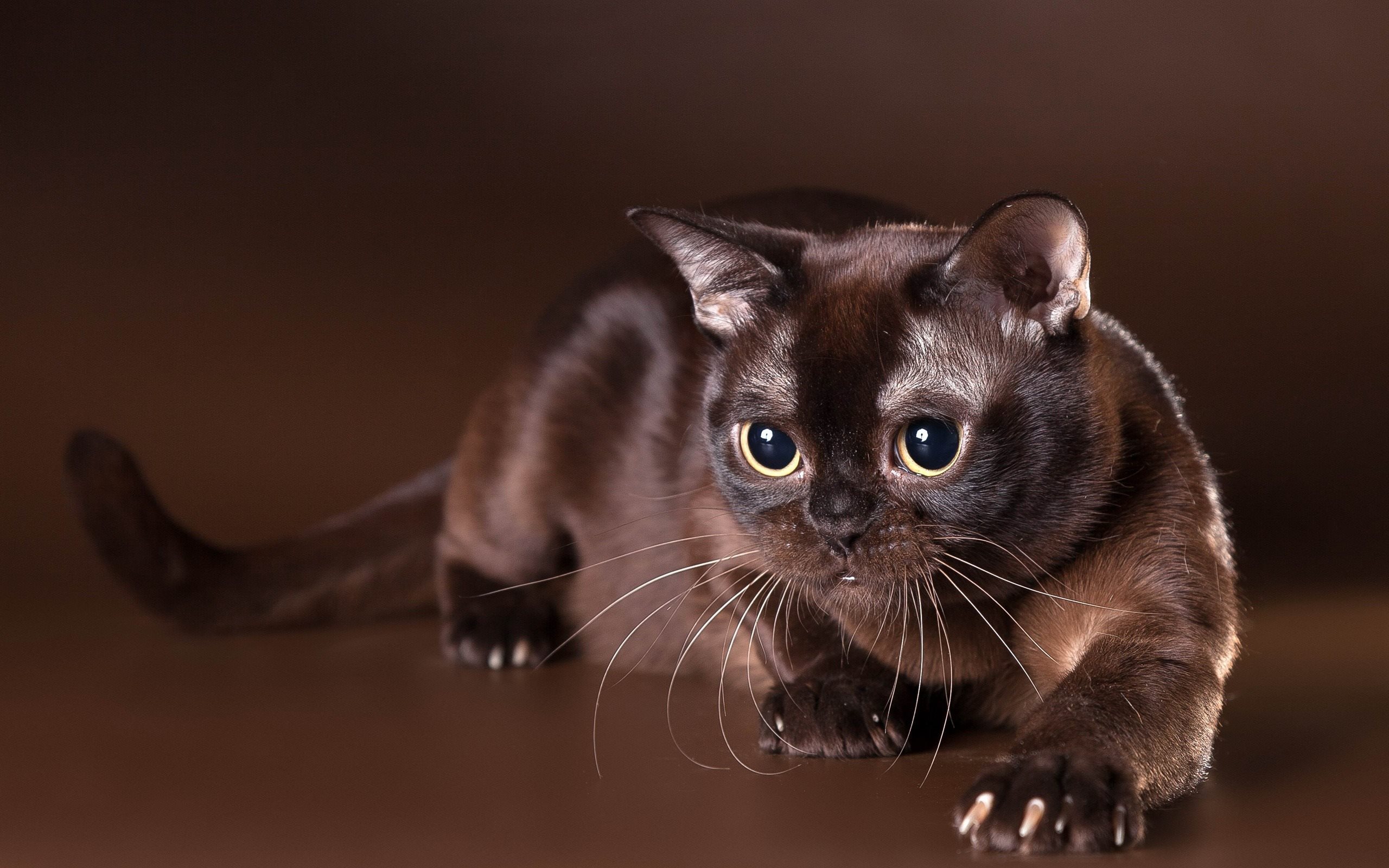 ダウンロード画像 繁殖 黒 猫 ペット 画面の解像度 2560x1600 壁紙デスクトップ上