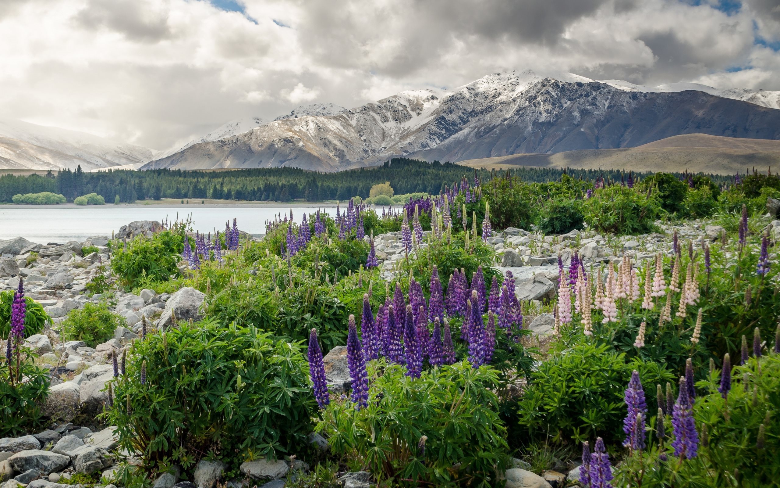 ダウンロード画像 風景 花 湖 ニュージーランド 山々 画面の解像度 2560x1600 壁紙デスクトップ上