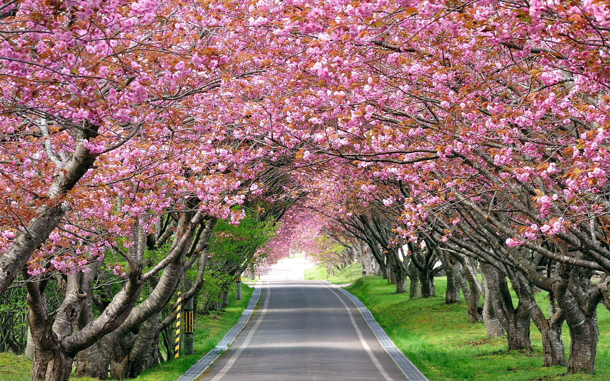 ダウンロード画像 パーク 桜 桜の名所 路地 画面の解像度 2560x1600 壁紙デスクトップ上