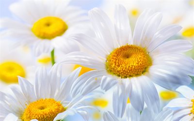4k, margaridas, flores de verão, bokeh, flores brancas, lindas flores, camomila, margarida comum, verão