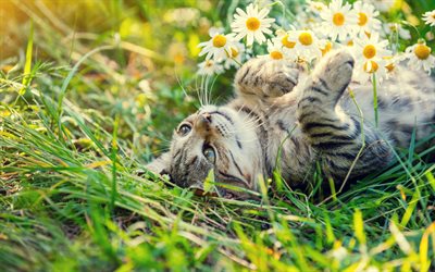 chat dans lherbe, animaux mignons, animaux de compagnie, chats, ct avec des fleurs, marguerites, chat gris, concepts dhumeur