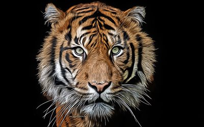 4k, tigre, arte vectorial, depredador, animales salvajes, dibujos de tigres, dibujos de hocico de tigre, mirada de tigre, gatos salvajes