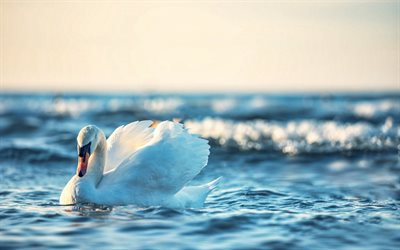white swan, waves, sea, swan on the waves, beautiful birds, seascape, evening, sunset, swans