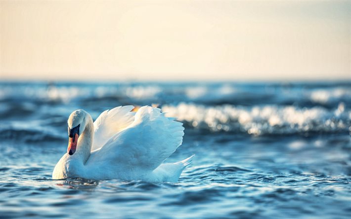 white swan, waves, sea, swan on the waves, beautiful birds, seascape, evening, sunset, swans