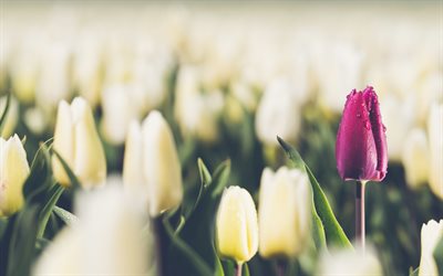 tulipán morado, flores de primavera, tulipanes blancos, ser diferentes conceptos, flores silvestres, tulipanes, fondo con tulipanes