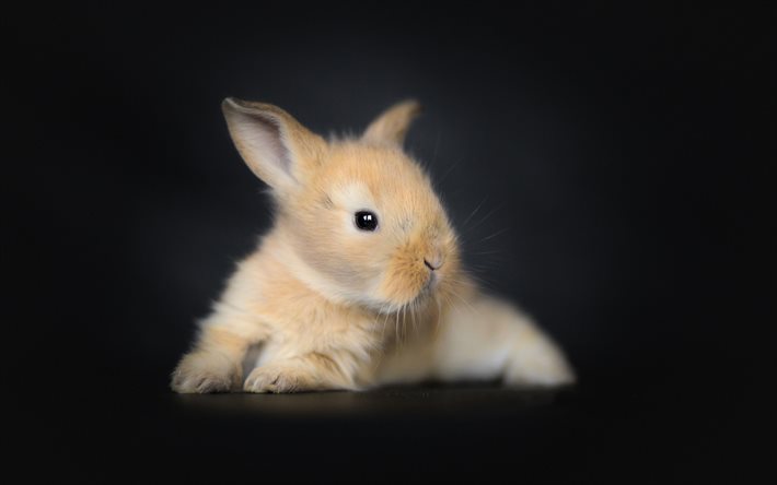 söt fluffig kanin, beige liten kanin, svart bakgrund, kaniner, sällskapsdjur, söta små djur