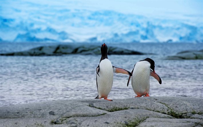 king penguins, pássaros, pinguins, antártica