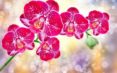 orchids, beautiful flowers, exotic flowers, pink orchid, orchid branch