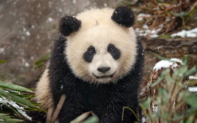 panda, 4k, winter, tierwelt, süße tiere, china, asien, wilde natur, bambus, pandas, ailuropoda melanoleuca