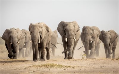 troupeau d'éléphants, afrique, éléphants, faune, désert, famille d'éléphants, zambie