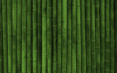 grüner bambus, bambus-stiel, japanischer bambus, bambus