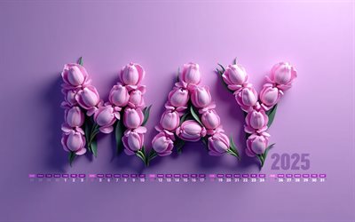 2025 mai kalender, 4k, violette tulpsbriefe, mai 2025, frühlingskalender, violettes hintergrund, mai 2025 kalender, violette tulpen, rote 3d  buchstaben, 2025 konzepte, mai kalender, 2025 kalender, mai