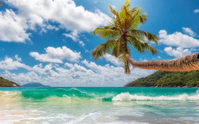 Palm tree over the waves, 4K, luxury beach, tropical islands, palm tree over the ocean, beach, summer, palm tree on the shore, palm trees, summer travel, paradise