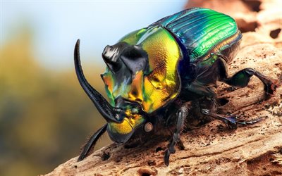 Los escarabajos rinoceronte, escarabajos, insectos, escarabajos hermosa