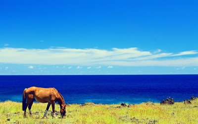 घोड़े, चराई, घास का मैदान, सागर, गर्मी, क्षितिज