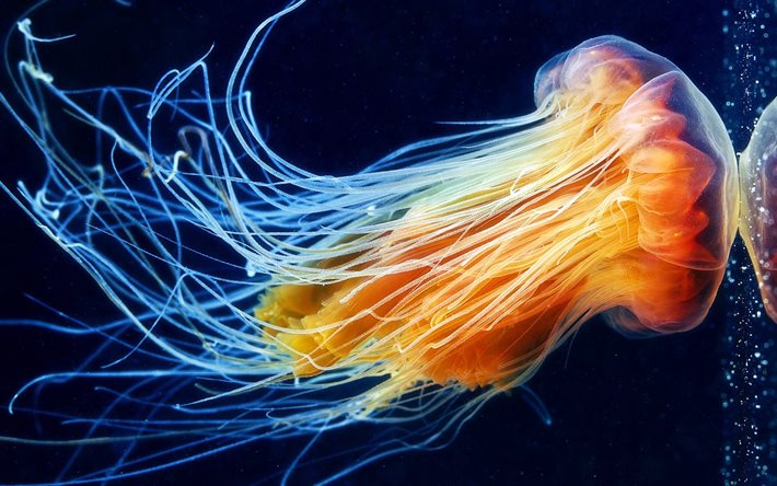 les méduses, monde sous-marin, d'énormes méduses, lumineux méduse
