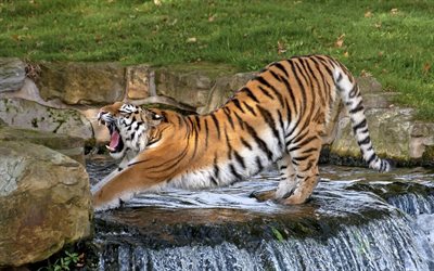 tiger, wildlife, Amur tiger, wild cat, predator