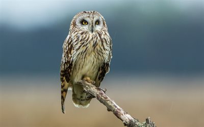 Owl, bokeh, wildlife, pictures with owls, Strigiformes, Owl on branch, Owls