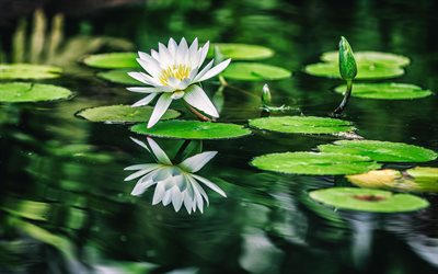 white lily, 4K, pond, wildlife, white flowers, summer, Lilium, beautiful flowers, lilies, picture with lilies, lily