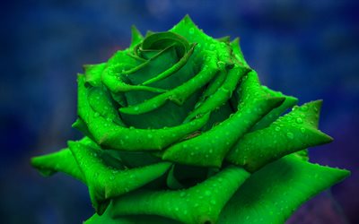 green rose, 4k, macro, green flowers, roses, close-up, beautiful flowers, backgrounds with roses, green buds