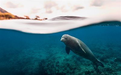 fur seal underwater, marine inhabitants, Arctocephalinae, fur seals, sea lions, underwater world, Antarctica