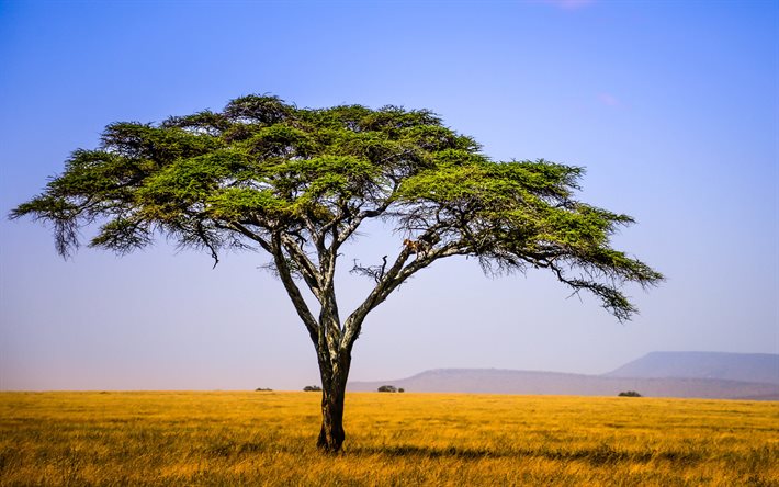 tanzania, 4k, prado, sabana, hermosa naturaleza, áfrica, vida silvestre, árbol, verano