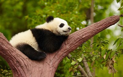 giant panda, 4K, cute animals, panda on a tree, wild animals, wildlife, sleeping panda, bears, panda, China, panda sleeps on branch, pandas