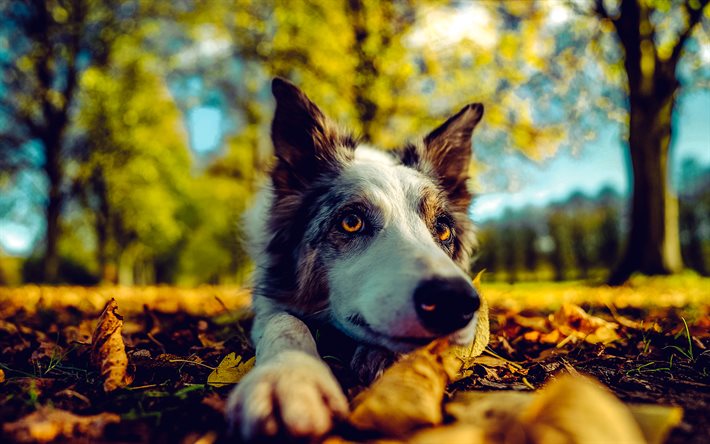 ボーダーコリー, 英スコットランド国境, かわいい犬, ペット, 秋, オーストラリア人, 犬, かわいい動物