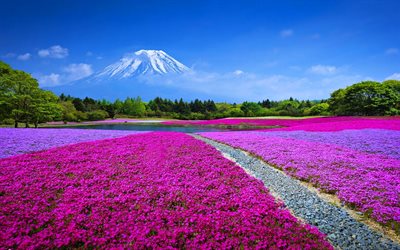 Mount Fuji, flower field, summer, Asia, stratovolcano, Fujiyama, Japan