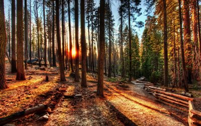 Estados UNIDOS, el bosque, los rayos de la puesta del sol, California, Yosemite, HDR, estados unidos