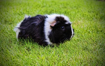4k, guinea pig, green grass, cute animals, guinea pig on the grass, black and white guinea pig, pets