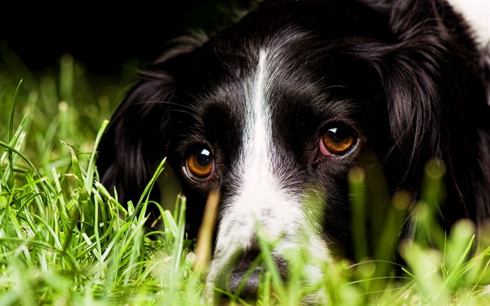 イングリッシュ・スプリンガー・スパニエル, 緑の草, かわいい動物, 犬, ペット, かわいい表情, イングリッシュ・スプリンガー・スパニエル犬
