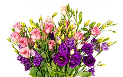 eustoma, fondo blanco, eustoma rosa, eustoma púrpura, ramo de eustoma, hermoso ramo