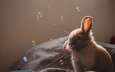 conejo, animal peludo, burbujas de jabón