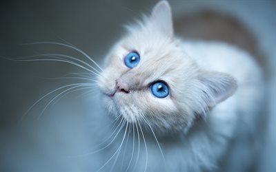 gatinho branco, olhos azuis, gatos, gatos burmese