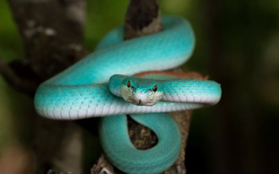 blue snake, reptiles, snakes, Blue Trimeresurus insularis