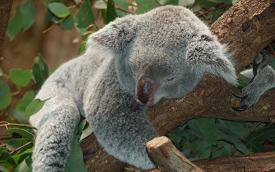 coala, árvore, jardim zoológico, austrália