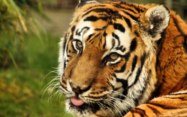 predator, tiger, tiger face, wildlife