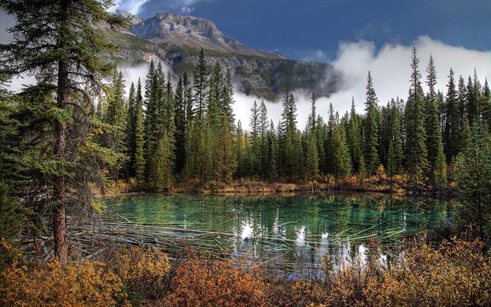 banff national park, järvi, vuoret, kuusi, metsä, alberta, kanada