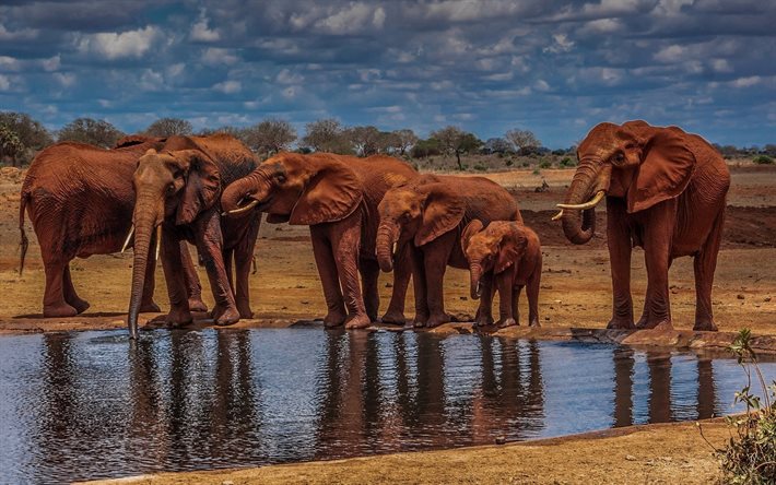 हाथी, अफ़्रीका, पानी, नदी, एचडीआर