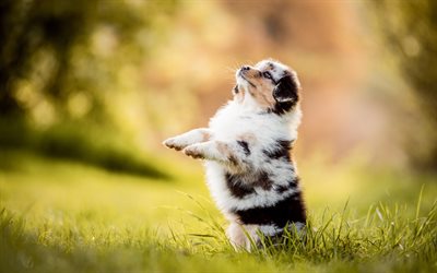 aussie, small puppy, small dogs, cute animals, Australian Shepherd, aussie puppy, puppy on the grass, dogs, Australian Shepherd puppy