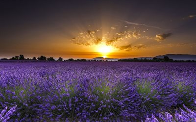 sunset, lavender, flowers, field, Spain