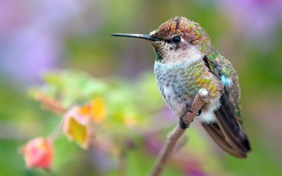 colibrí, 4k, bokeh, pájaro en rama, fauna silvestre, pájaros pequeños, trochilidae, pájaros coloridos