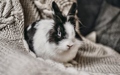 coniglietto bianco e nero, 4k, simpatico coniglietto, simpatici animali, animali domestici, coniglietto, simbolo 2023, coniglio su coperta