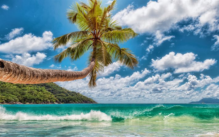 4k, palmeira sobre o oceano, verão, ilhas tropicais, ondas, palmeira na costa, férias de verão, paraíso, palmeiras, brisa do mar, palmeira sobre a água