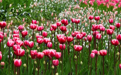 pink tulips, 5K, field, blossom, tulips