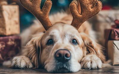 labrador mit hirschgeweih, golden retriever, süße hunde, haustiere, labrador, frohes neues jahr, frohe weihnachten, hunde